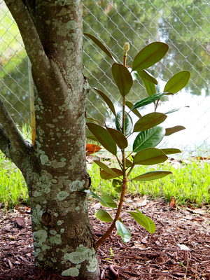 [The new shoot is approximately three feet high and is full of leaves and has a magnolia fruit at the very top. The shoot curves out from the base of the tree trunk before heading vertical. The tree trunk is about six inches in diameter.]